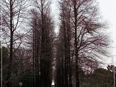 -上海滨江森林公园