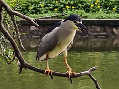 -荔湾湖公园