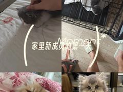 -欣宠猫屋·矮脚拿破仑·蓝金金渐层