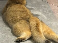 -宠颐生动物医院·猫科·心脏科(海口分院)