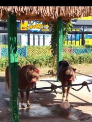 -萌宠亲子动物乐园(槐房万达店)