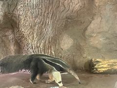 -深圳野生动物园