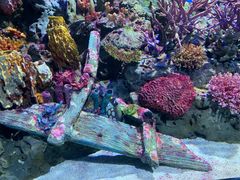 -暹罗海洋世界
