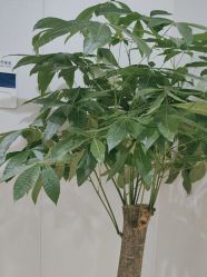 -郑荃丽格医疗美容