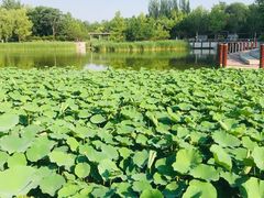 -大望京公园