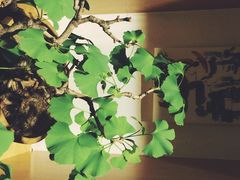 一会(一会喫茶店)-柴务处·柴犬主题狗咖