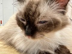 -楼上猫咖(罗湖店)