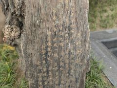 -湘子庙
