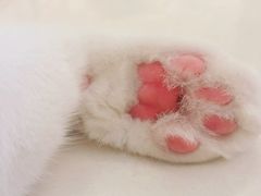 -猫咪咖啡店(新城大街店)