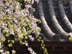 -西安乐游原