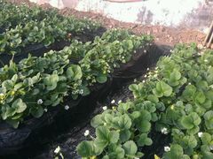 -北京龙庆四季香农家饭庄·灶台鱼·碳烤虹鳟鱼(龙庆峡店)