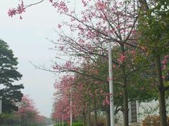 android_upload_pic-南沙天后宫景区