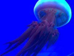 -福州罗源湾海洋世界旅游区