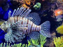 -上海海洋水族馆