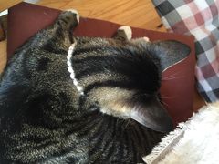 -海边的猫和咖啡馆