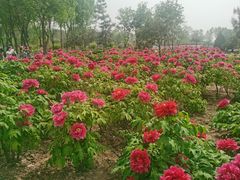 -曹州牡丹园