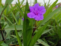 -芒洲湿地公园