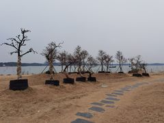 -香雪海