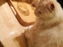 -猫腻·猫咖·撸猫馆(星光大道店)