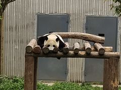 -卧龙中华大熊猫苑神树坪基地