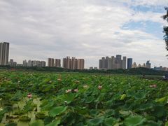 -月湖风景区