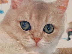 -十年猫舍·猫咪专门店(普陀店)