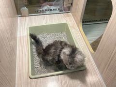 -屋虎猫馆(宝安大仟里店)