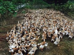 -中国扬子鳄村