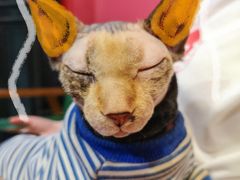 -猫色咖啡·猫咖