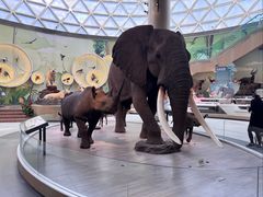 -陕西自然博物馆