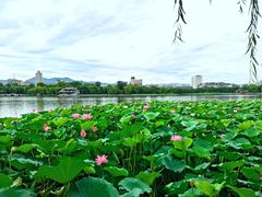 -济南大明湖景区