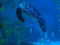 -常州海昌海洋探索馆