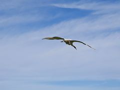 -盐城丹顶鹤湿地生态旅游区