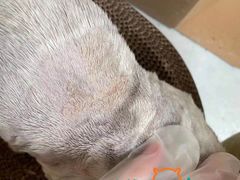 -萌兽医馆·宠物医院·猫骨科(创景店)