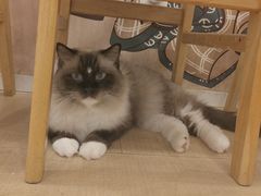 -Let's go狗咖·猫咖·奶狗·桌游(春熙路IFS店)