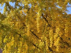 -千年银杏谷文化旅游区