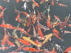 -顺德了能馆(虎门店)