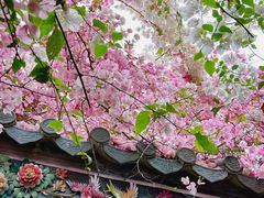 -深圳国际园林花卉博览园