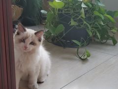 -糯米喵星人总部直营旗舰店·猫舍·幼猫出售