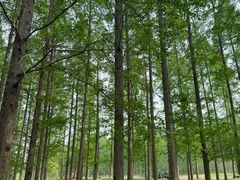 -黄海国家森林公园