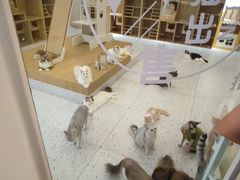 -猫域·湾主题猫咖·宠物吧(南坪城市广场店)