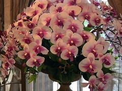 -新加坡泰国村酒楼(五角场店)