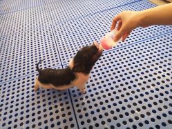 -萌宠亲子动物乐园(槐房万达店)