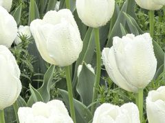 -荷兰花海