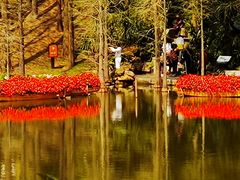 -深圳仙湖植物园