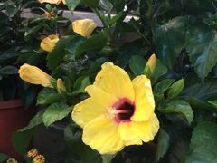 -双季花艺园艺市场(浦东店)