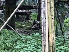 -都江堰中华大熊猫苑