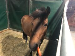 -李振强马术运动推广中心(南城店)