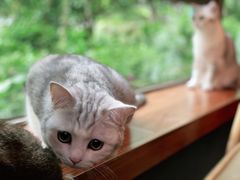 -咖法森林·咖啡  酒吧(天河店)