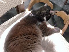 -猫色咖啡·猫咖